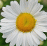 flower-50157_1920.jpg - Детский санаторий Чуварлейский бор
